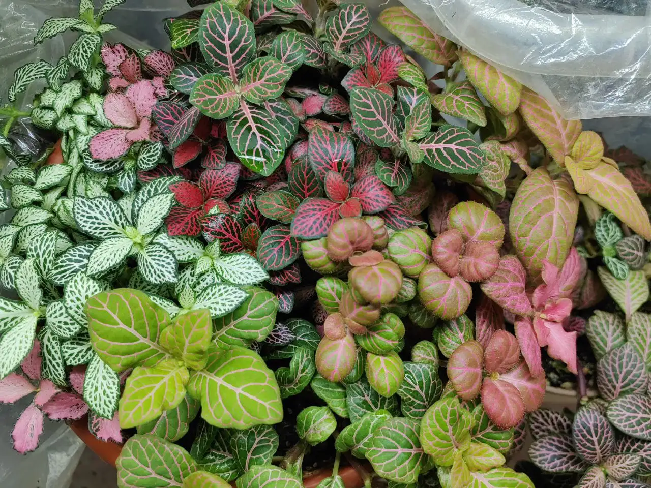 Продам фиттонию - Комнатные растения (Хобби и отдых) в Красноярск