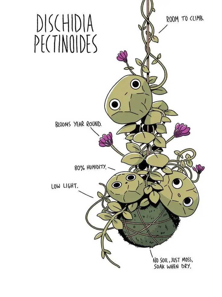 Продажа растения Дисхидия (Пельмешки) - Комнатные растения (Хобби и отдых) в Красноярск