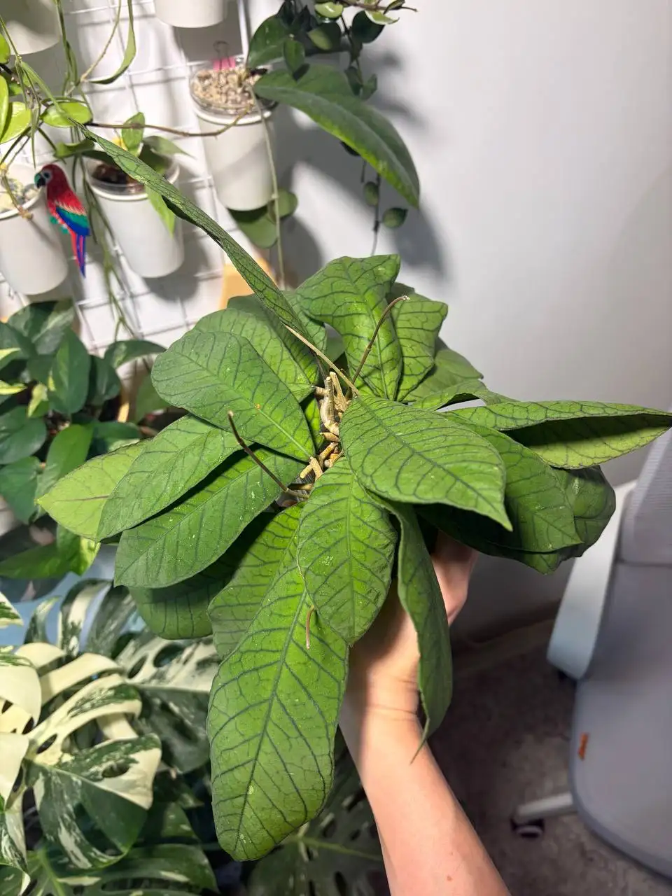 Хойя Сабах EPC-961 черенки с корнями - Комнатные растения (Хобби и отдых) в Красноярск