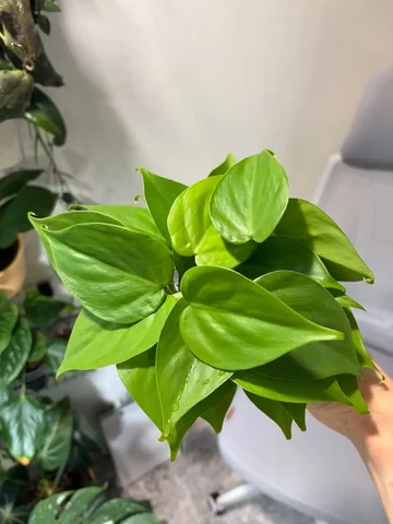 Филодендрон лимон лайм черенки - Творчество и рукоделие в Красноярск