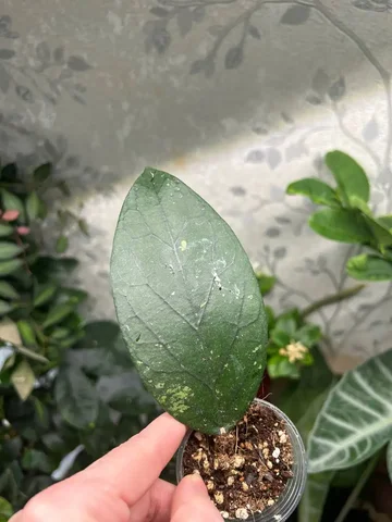 Продажа комнатного растения Хойя sp Gayo - Творчество и рукоделие в Красноярск