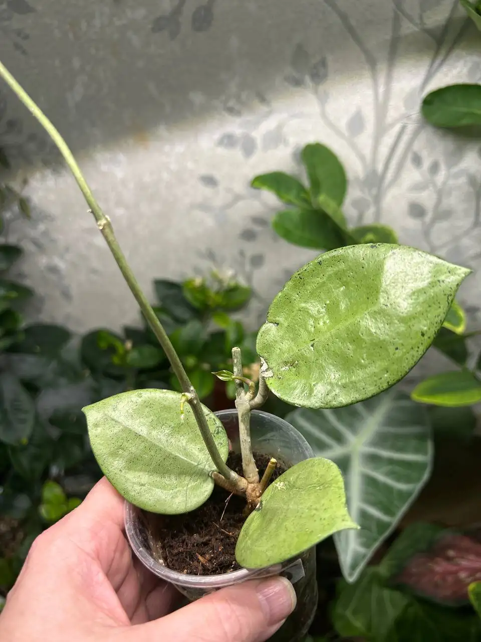 Хойя акута Сильвер - комнатное растение - Комнатные растения (Хобби и отдых) в Красноярск