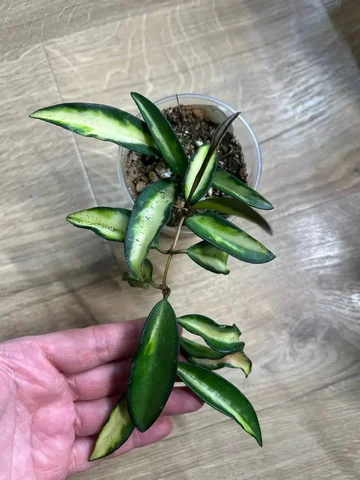 Продажа Хойи вайети триколор - Хобби и отдых в Красноярск