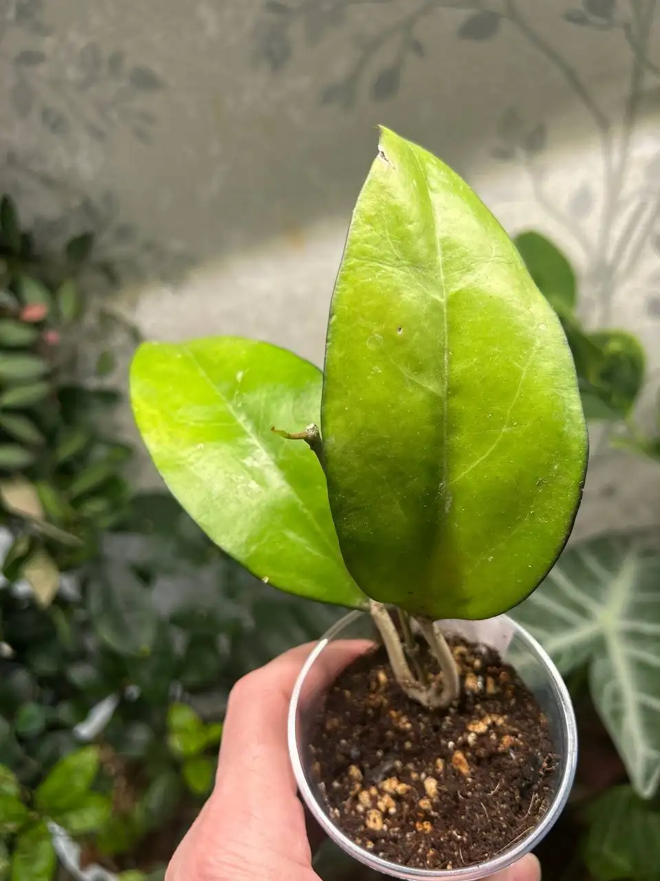 Хойя маланг - Комнатные растения (Хобби и отдых) в Красноярск