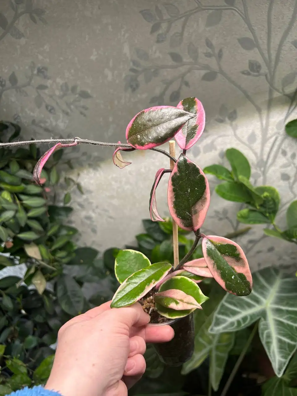 Хойя фламинго дрим - Комнатные растения (Хобби и отдых) в Красноярск