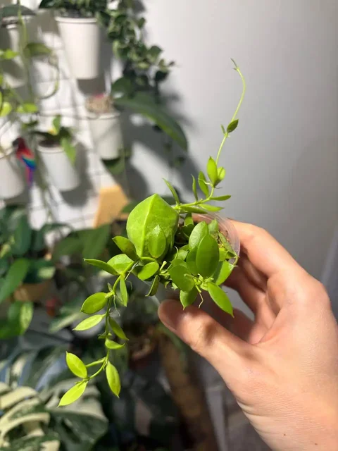 Продажа комнатного растения Дисхидия Видаля подросток - Хобби и отдых в Красноярск