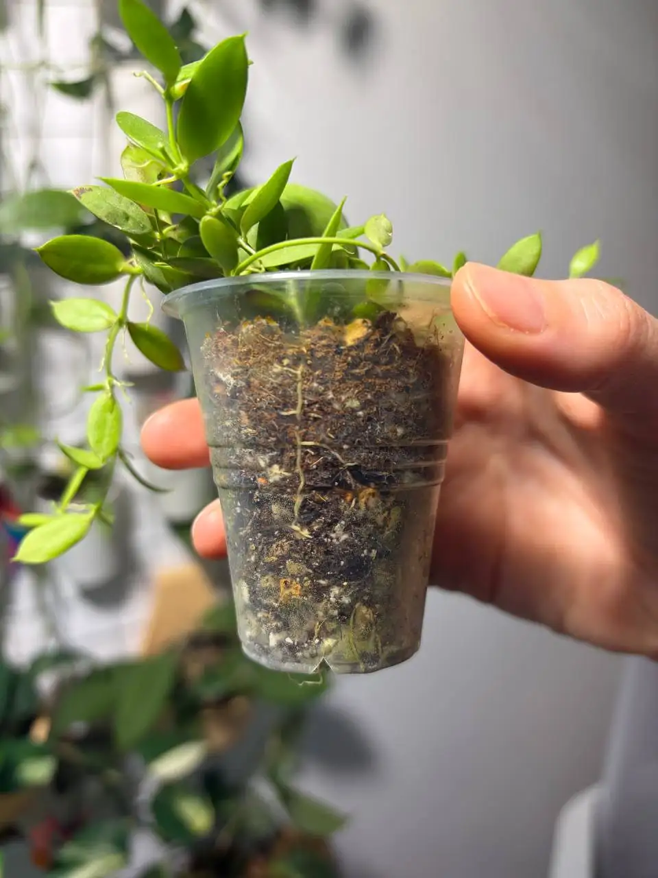 Продажа комнатного растения Дисхидия Видаля подросток - Комнатные растения (Хобби и отдых) в Красноярск