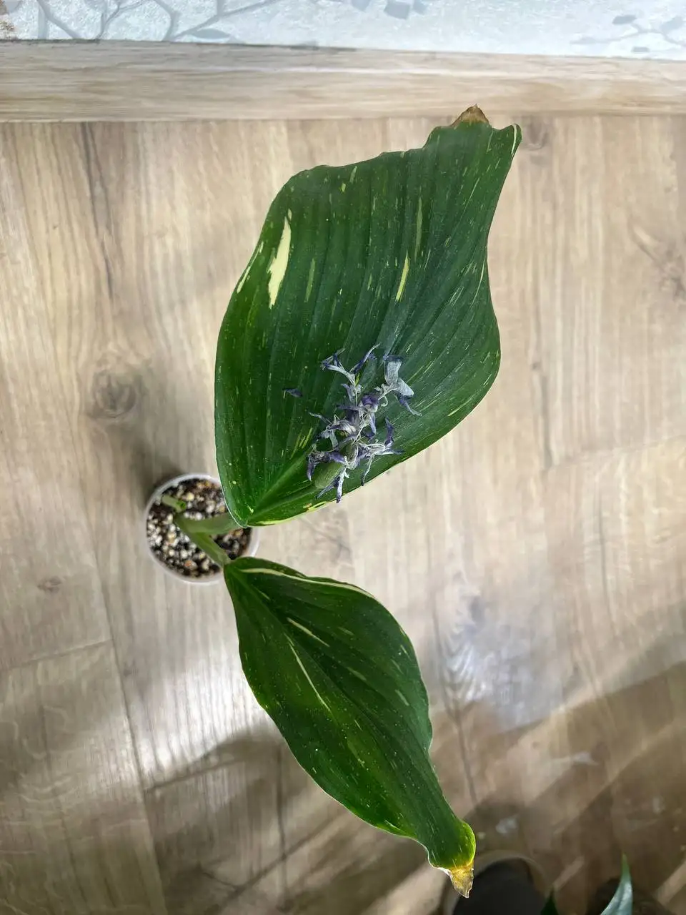 Кемпферия марбл - Комнатные растения (Хобби и отдых) в Красноярск