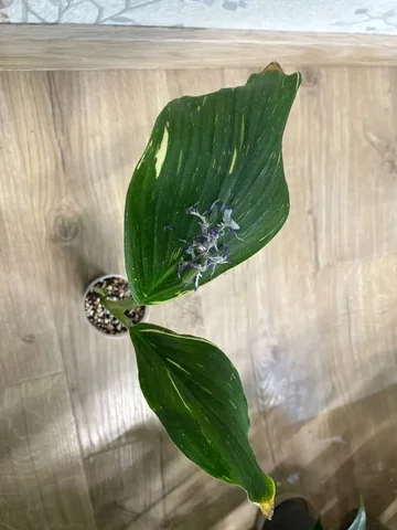 Кемпферия марбл - Хобби и отдых в Красноярск