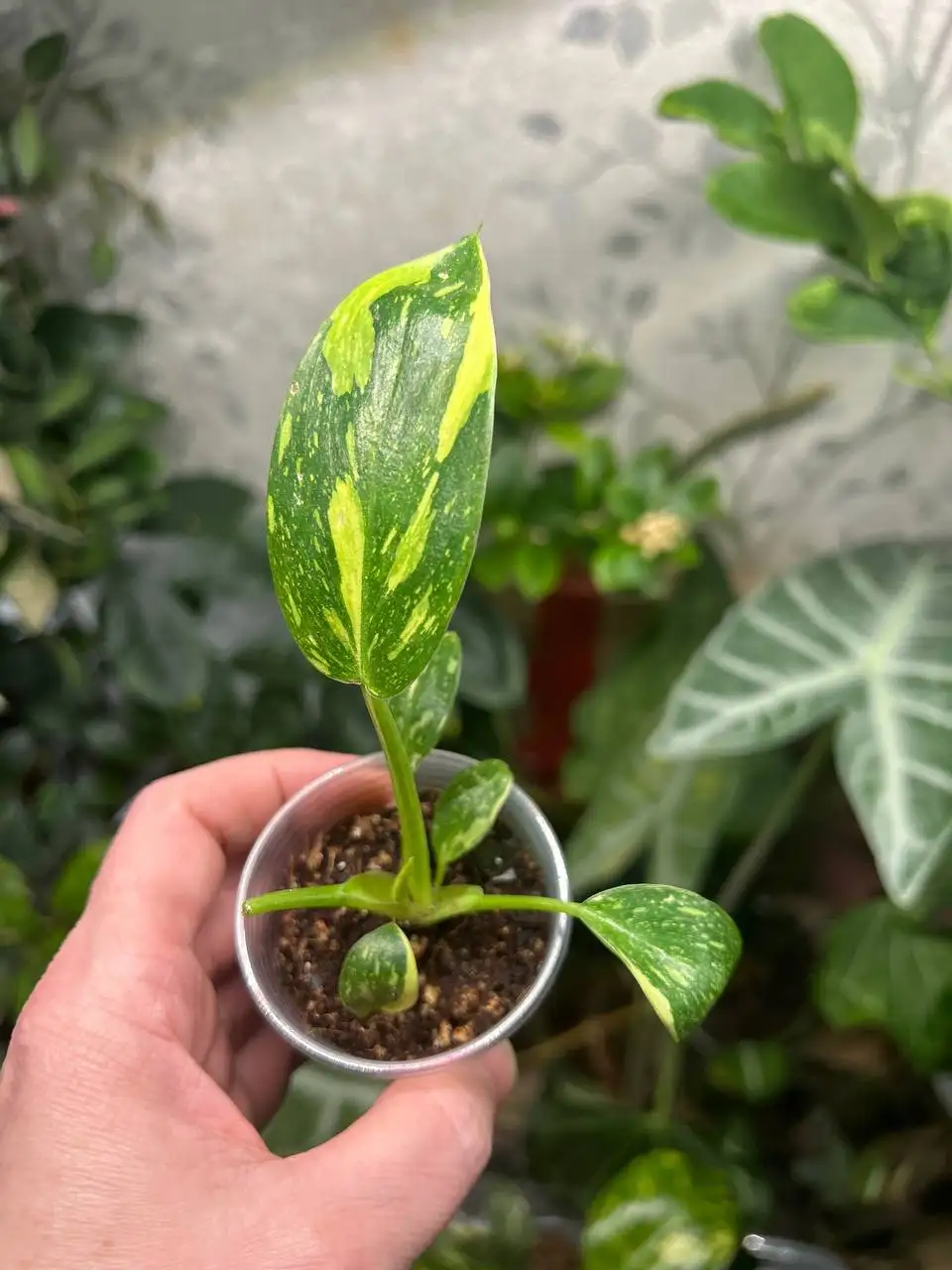 Филодендрон Грин Конго гибрид - Комнатные растения (Хобби и отдых) в Красноярск