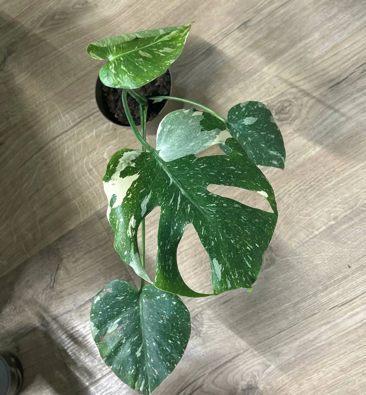 Продам Монстеру тайское созвездие - Комнатные растения (Хобби и отдых) в Красноярск