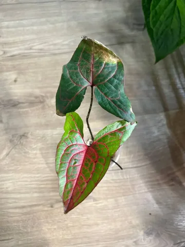 Циртосперма комнатное растение - Хобби и отдых в Красноярск