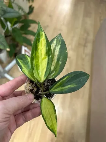 Хойя Пот оф Голд - Хобби и отдых в Красноярск