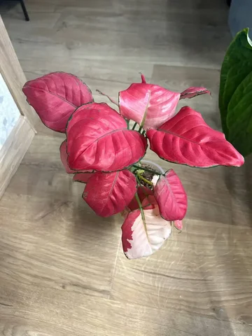 Аглаонема комнатное растение - Хобби и отдых в Красноярск