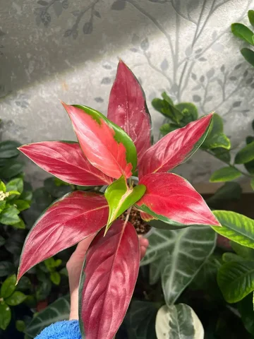 Продажа аглаонемы суксом в Красноярске - Хобби и отдых в Красноярск