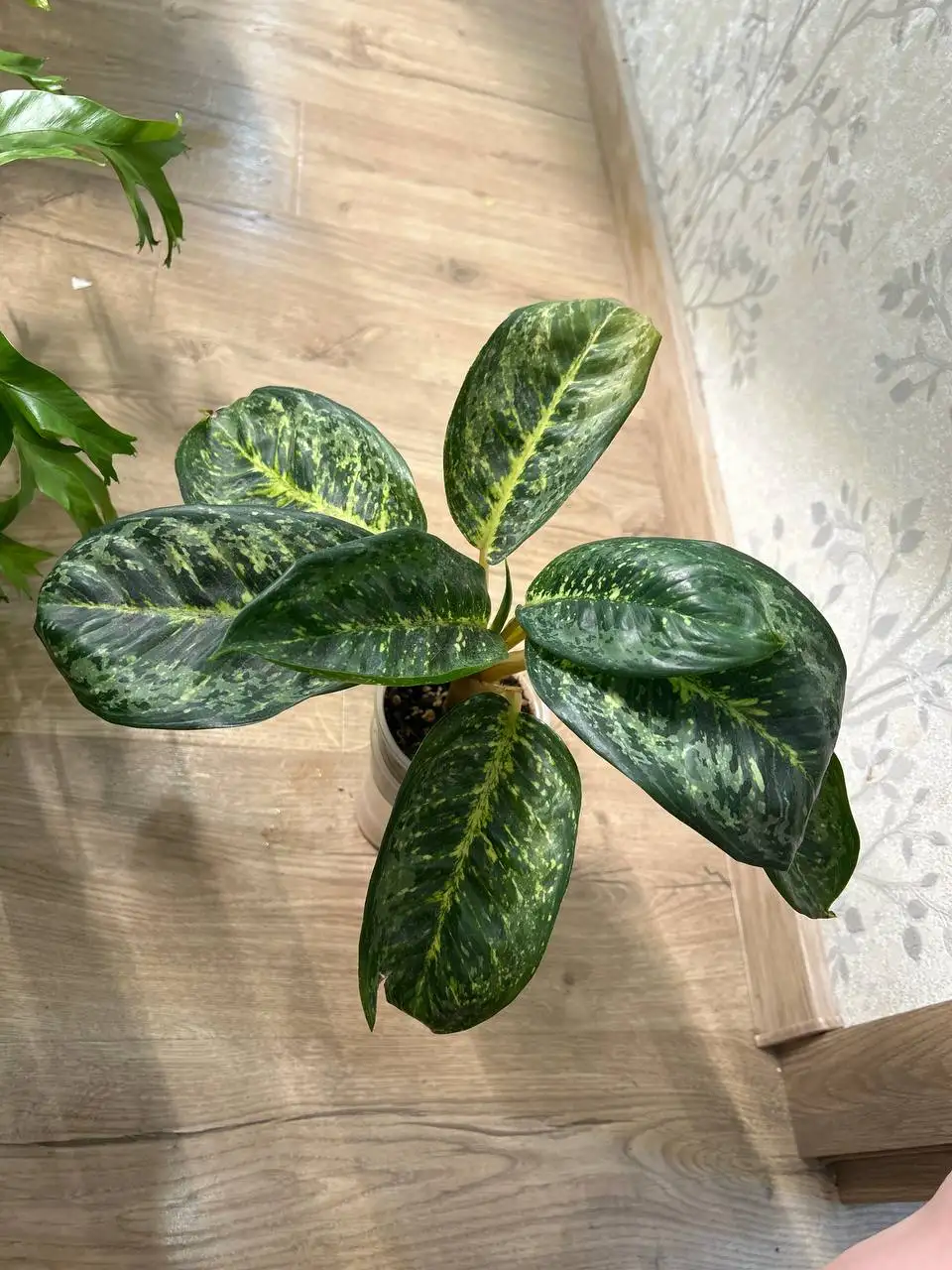 Аглаонема Конго комнатное растение - Комнатные растения (Хобби и отдых) в Красноярск