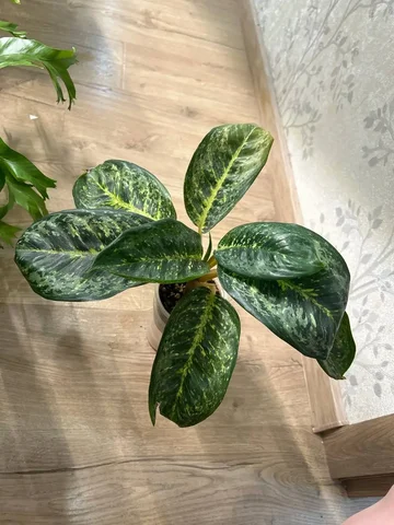 Аглаонема Конго комнатное растение - Хобби и отдых в Красноярск