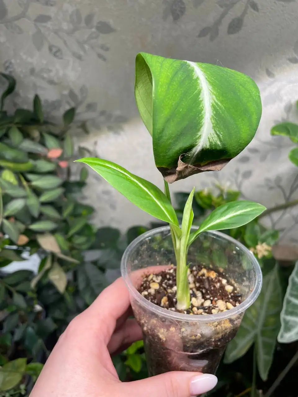 Спатифиллум флорибундум - Комнатные растения (Хобби и отдых) в Красноярск