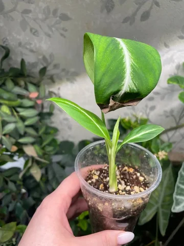 Спатифиллум флорибундум - Хобби и отдых в Красноярск