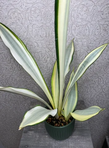 Сансевиерия Сплеш с деткой - Хобби и отдых в Красноярск