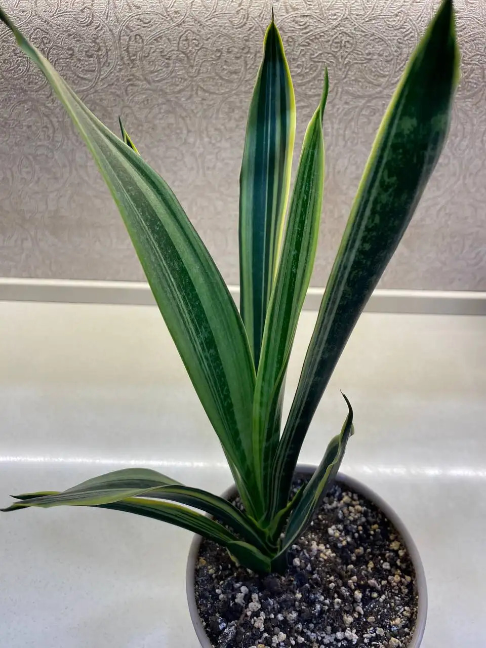 Сансевиерия Канарская в горшке 2,9 л - Комнатные растения (Хобби и отдых) в Красноярск