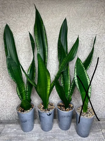 Сансевиерия Уитни - Хобби и отдых в Красноярск