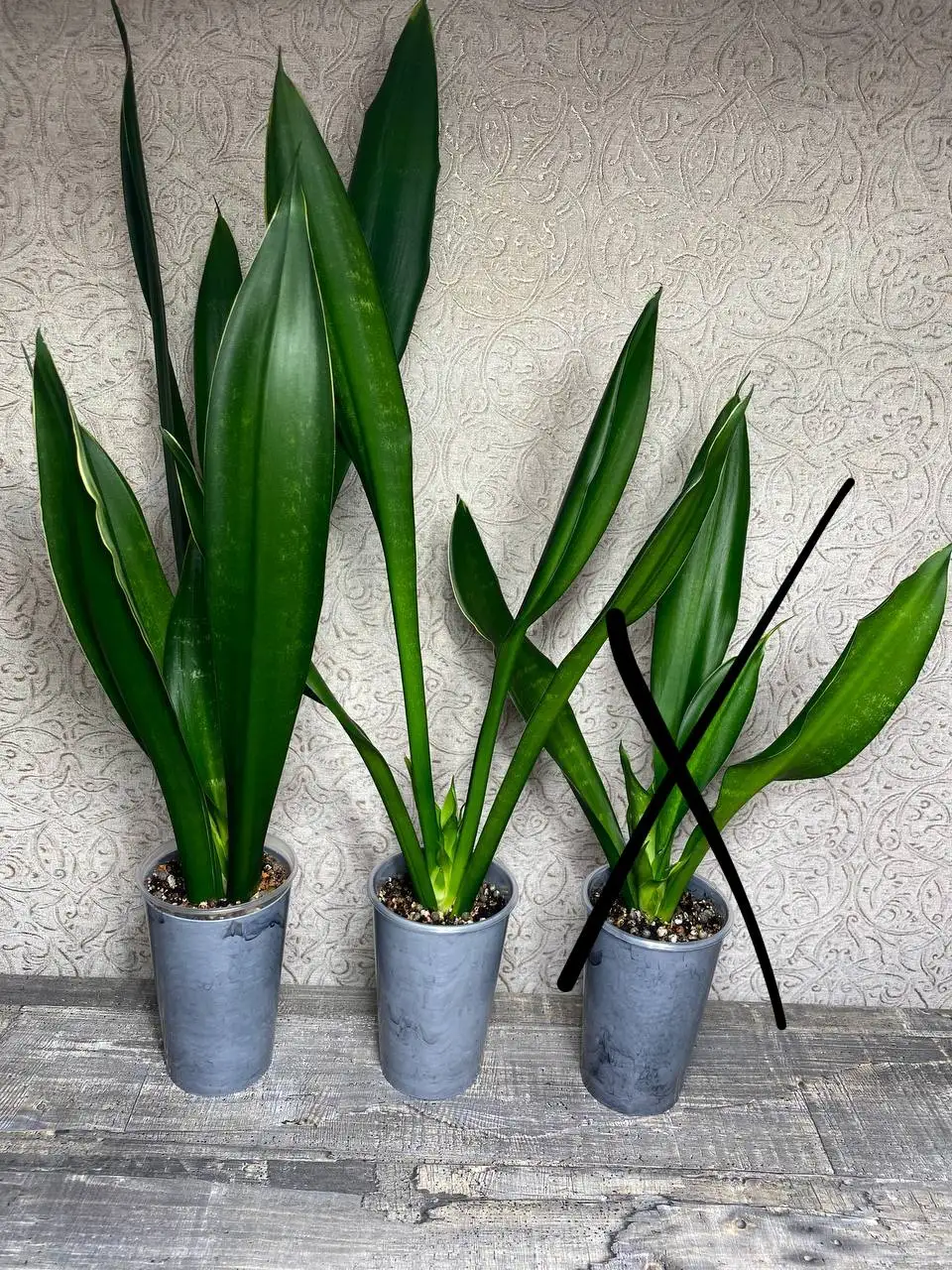 Сансевиерия Блек Даймонд разных размеров - Комнатные растения (Хобби и отдых) в Красноярск