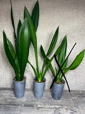 Сансевиерия Блек Даймонд разных размеров - Хобби и отдых в Красноярск