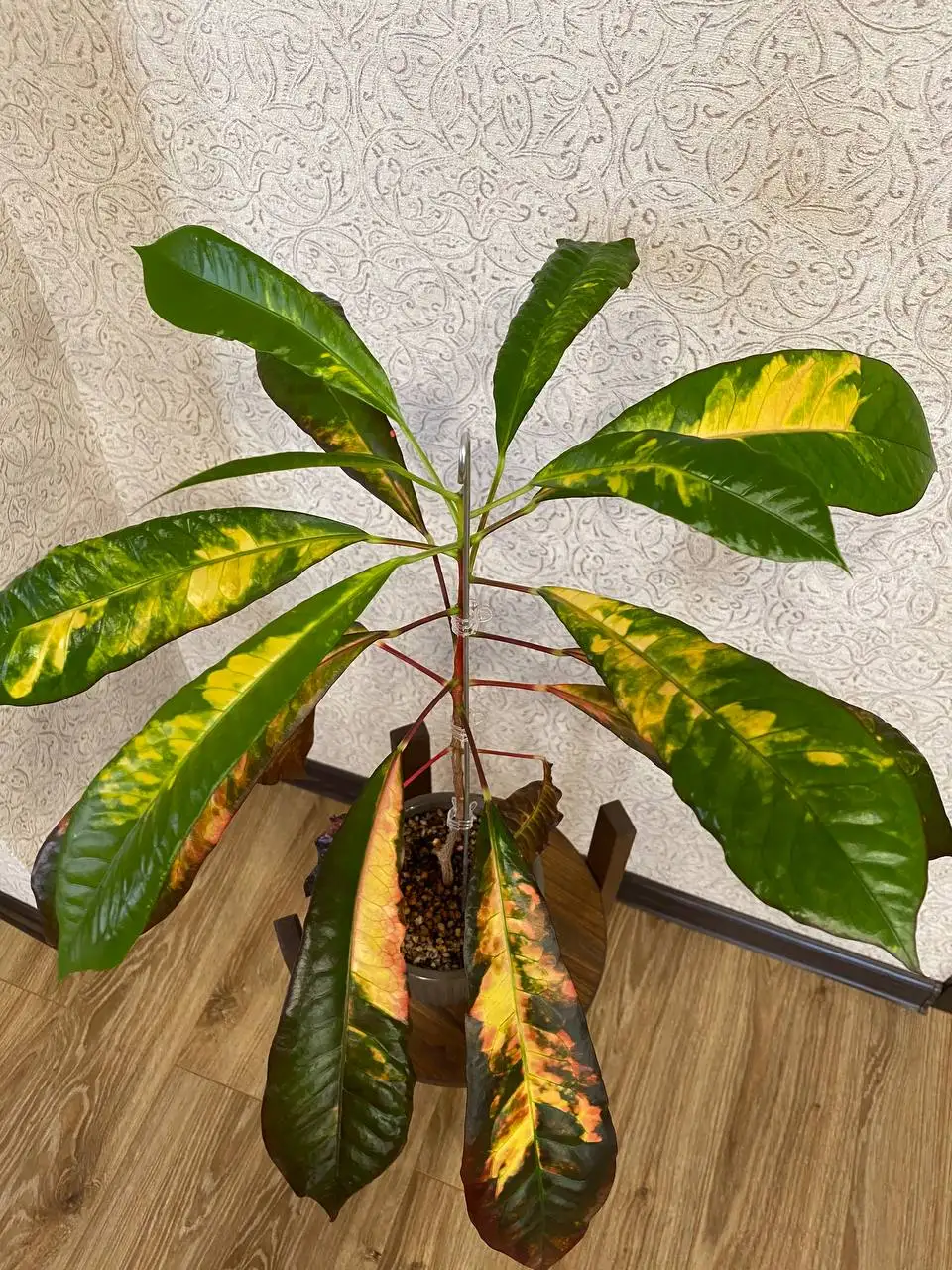 Продам комнатное растение Кротон Этель Крейг - Комнатные растения (Хобби и отдых) в Красноярск