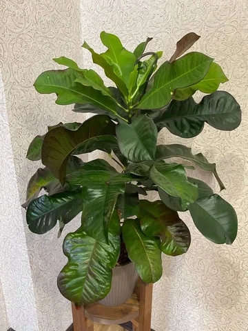 Кротон комнатное растение - Средства для растений в Красноярск