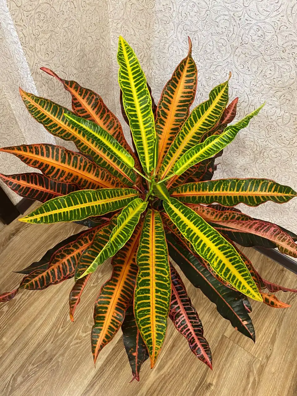 Кротон Вейчи в горшке 3 л. - Комнатные растения (Хобби и отдых) в Красноярск