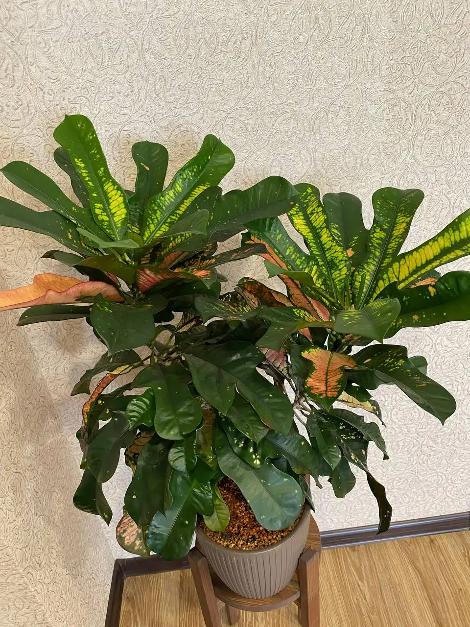 Комнатное растение Кротон Вилма - Комнатные растения (Хобби и отдых) в Красноярск