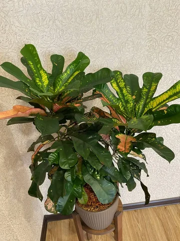 Комнатное растение Кротон Вилма - Хобби и отдых в Красноярск