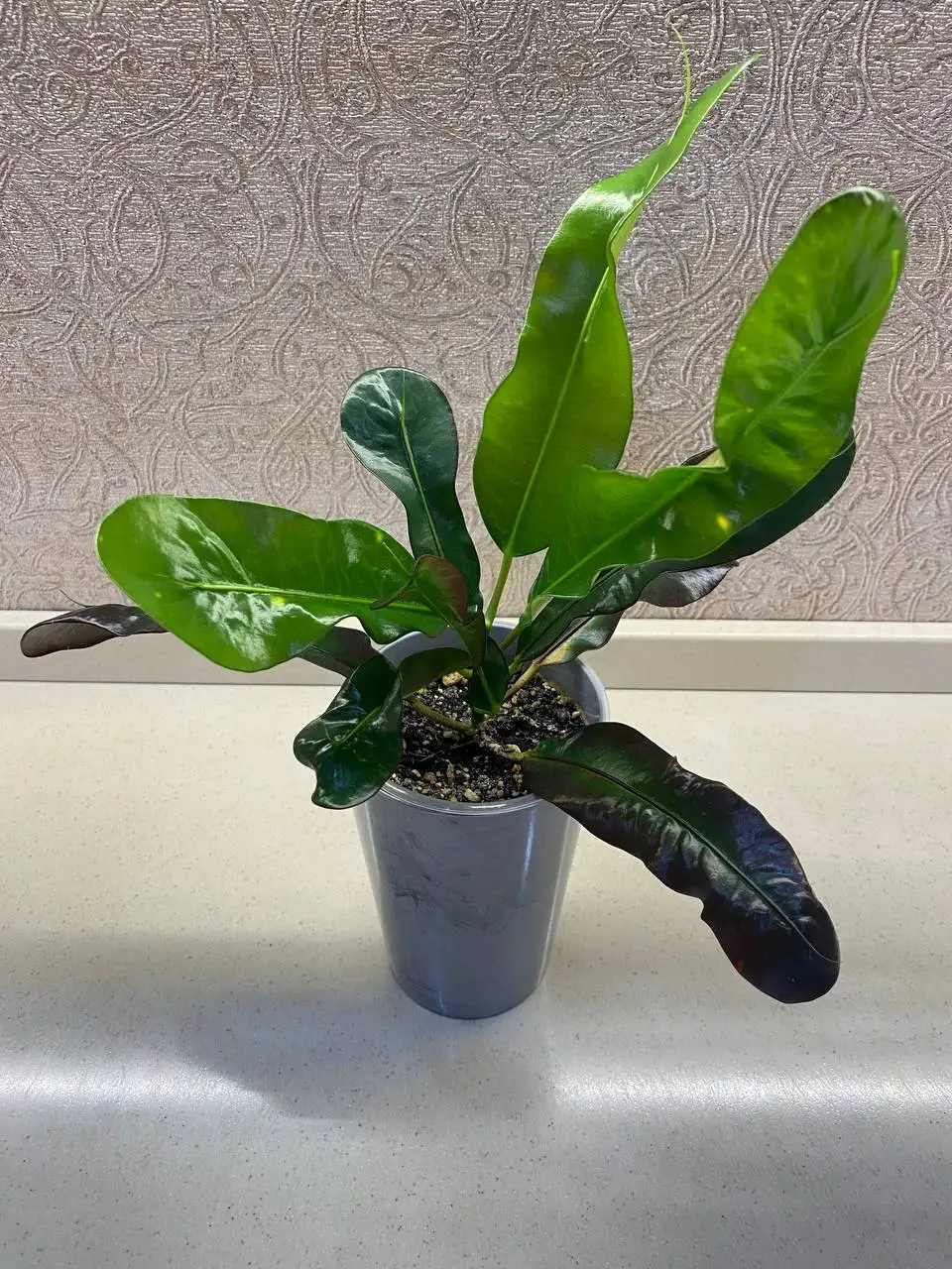 Кротон Мамми красный, макушка - Комнатные растения (Хобби и отдых) в Красноярск