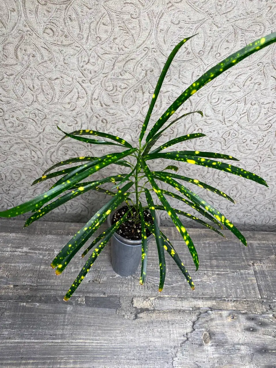 Кротон Пиктум спот (брызги шампанского) - Комнатные растения (Для дома и дачи) в Красноярск