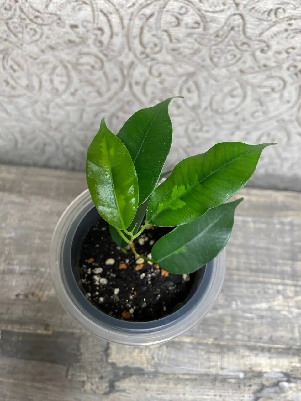 Фикус Денилайт в Красноярске - Комнатные растения (Хобби и отдых) в Красноярск