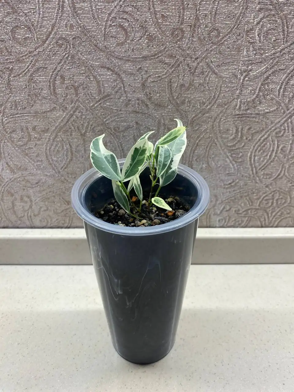 Фикус Пикси - Комнатные растения (Для дома и дачи) в Красноярск