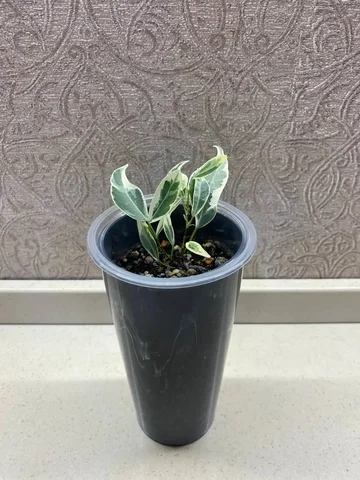 Фикус Пикси - Средства для растений в Красноярск