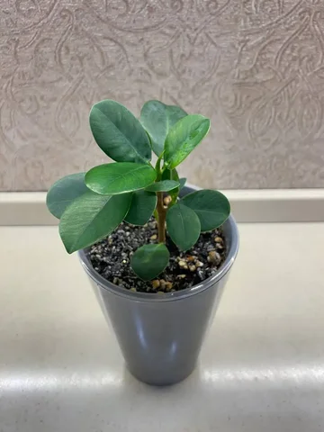 Фикус Формоза Кокетка - Хобби и отдых в Красноярск