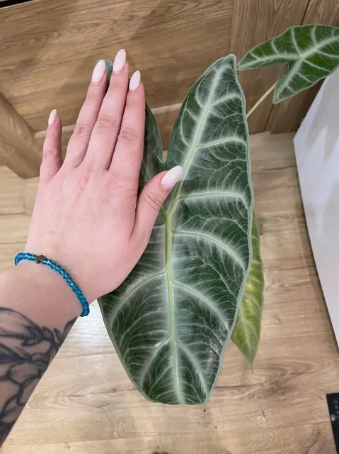 Алоказия Лонгилоба Сильвер - Хобби и отдых в Красноярск