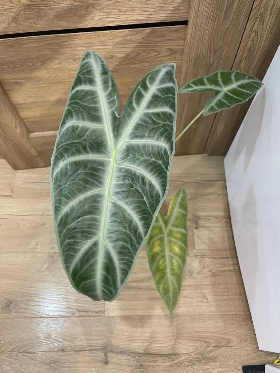 Алоказия Лонгилоба Сильвер - Комнатные растения (Хобби и отдых) в Красноярск