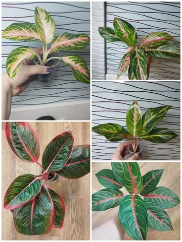 Продам аглаонемы различных сортов - Хобби и отдых в Красноярск