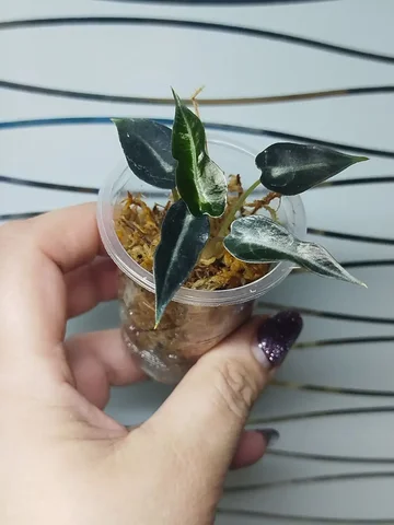 Пушистые Бамбинки и комнатные растения на два листика - Рукоделие/Хендмейд в Красноярск