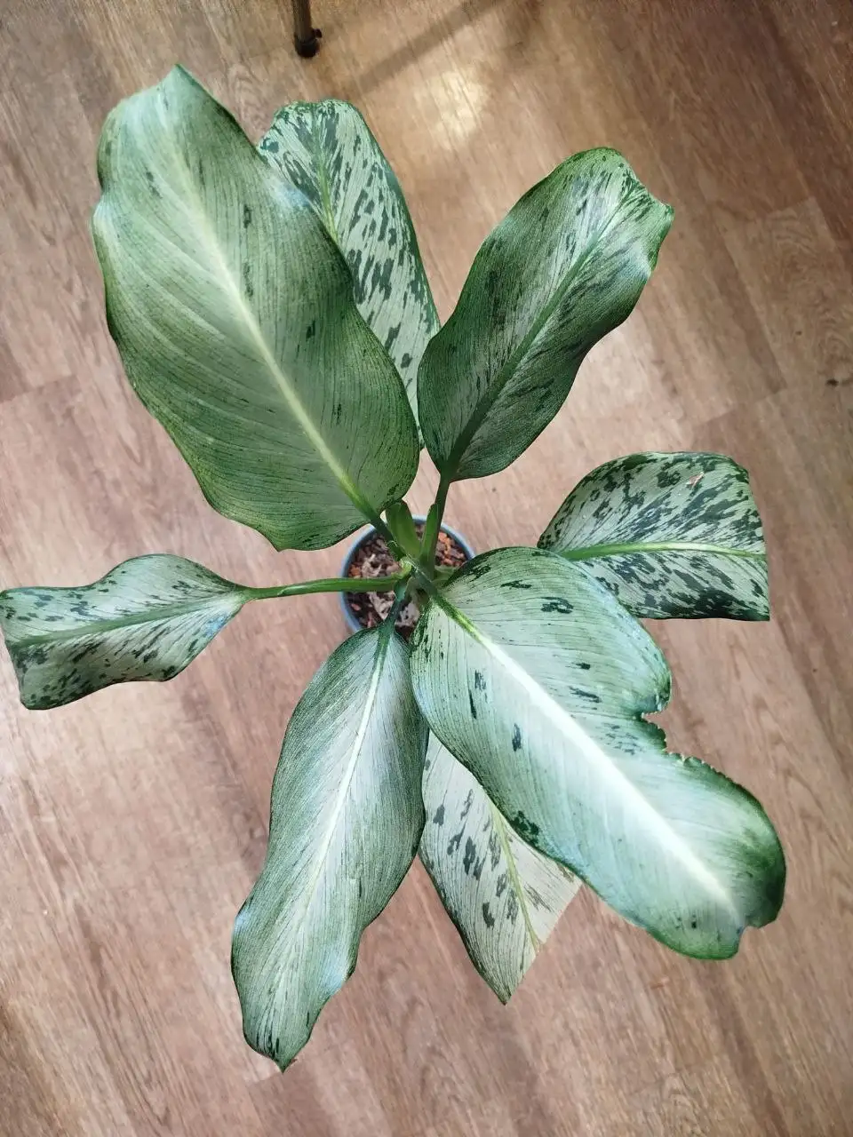 Продам дифенбахию Moon stoun - Комнатные растения (Хобби и отдых) в Красноярск