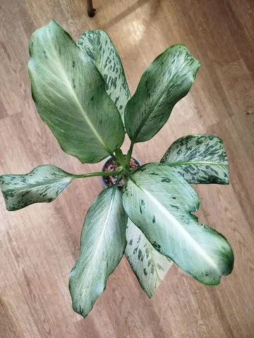 Продам дифенбахию Moon stoun - Хобби и отдых в Красноярск