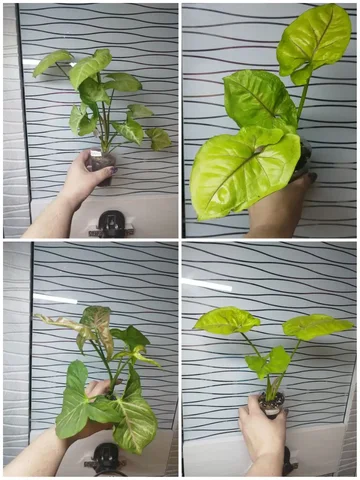 Продажа комнатных растений сингониум - Хобби и отдых в Красноярск