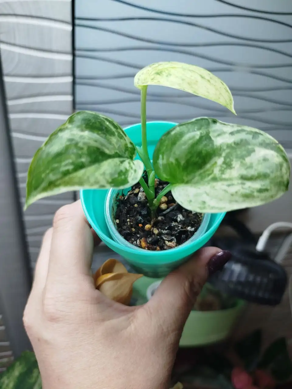 Сциндапсус - Комнатные растения (Хобби и отдых) в Красноярск