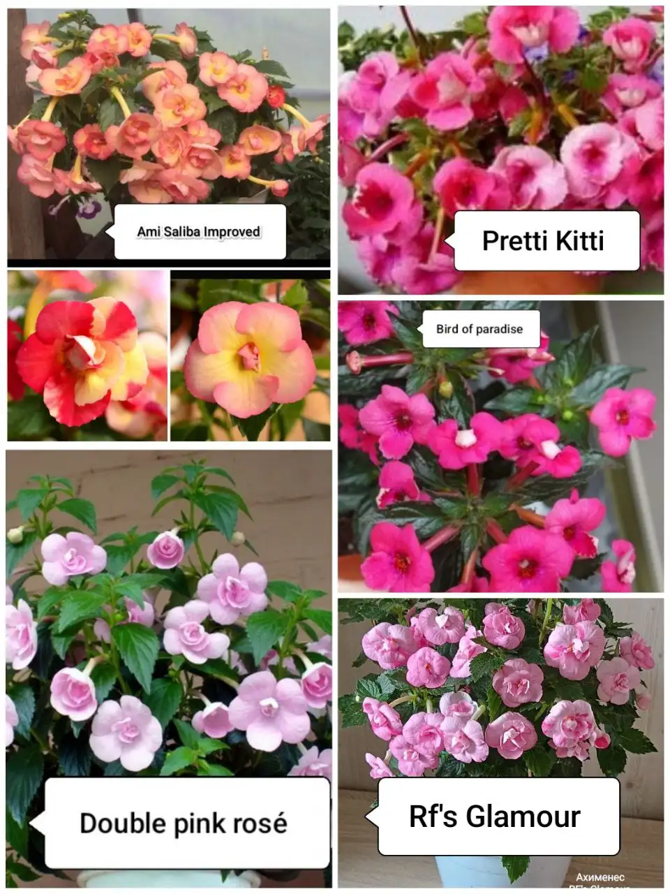 Продажа ризом Ахименесов - Растения (Хобби и отдых) в Красноярск