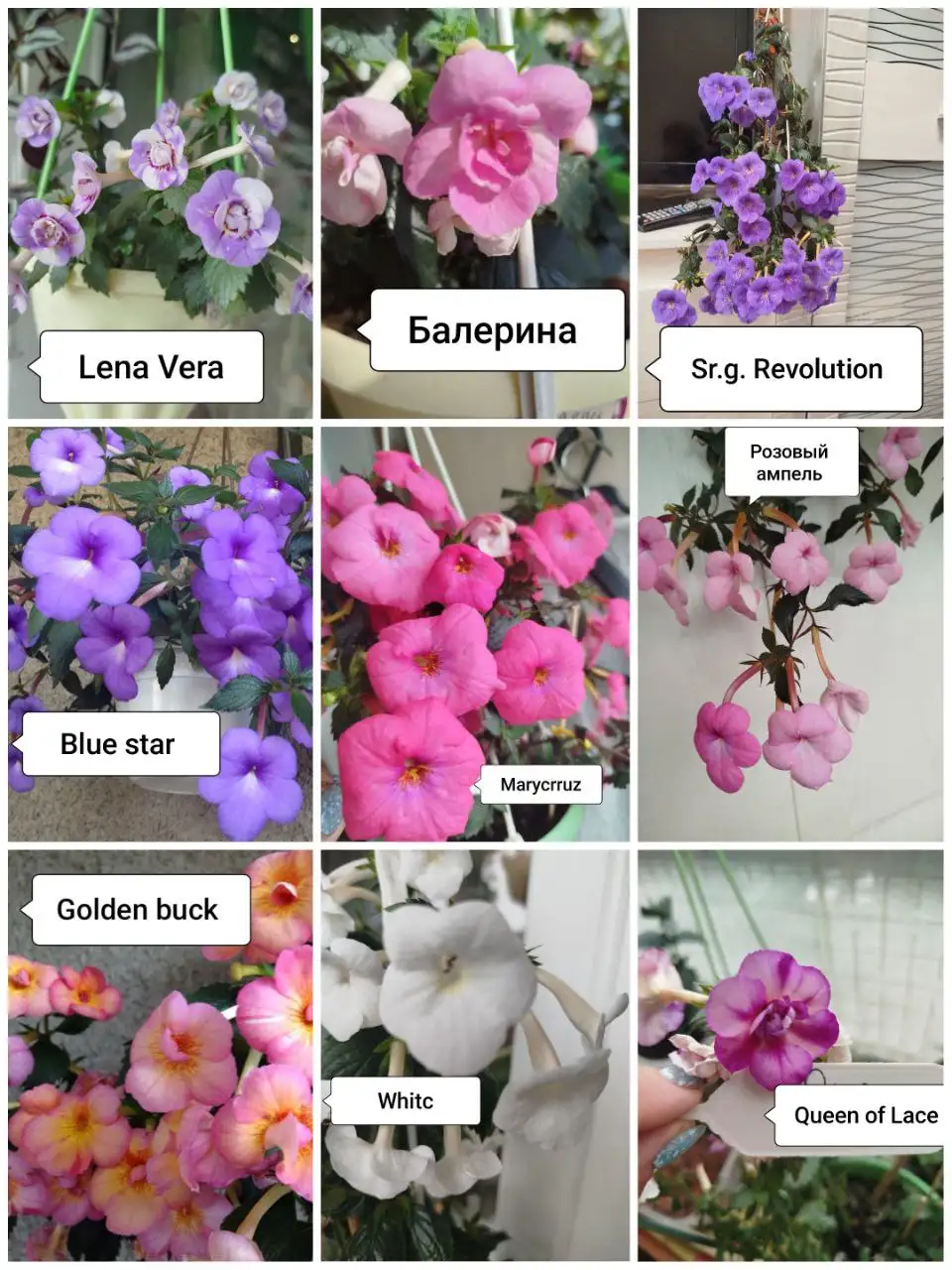 Продажа ризом Ахименесов - Растения (Хобби и отдых) в Красноярск