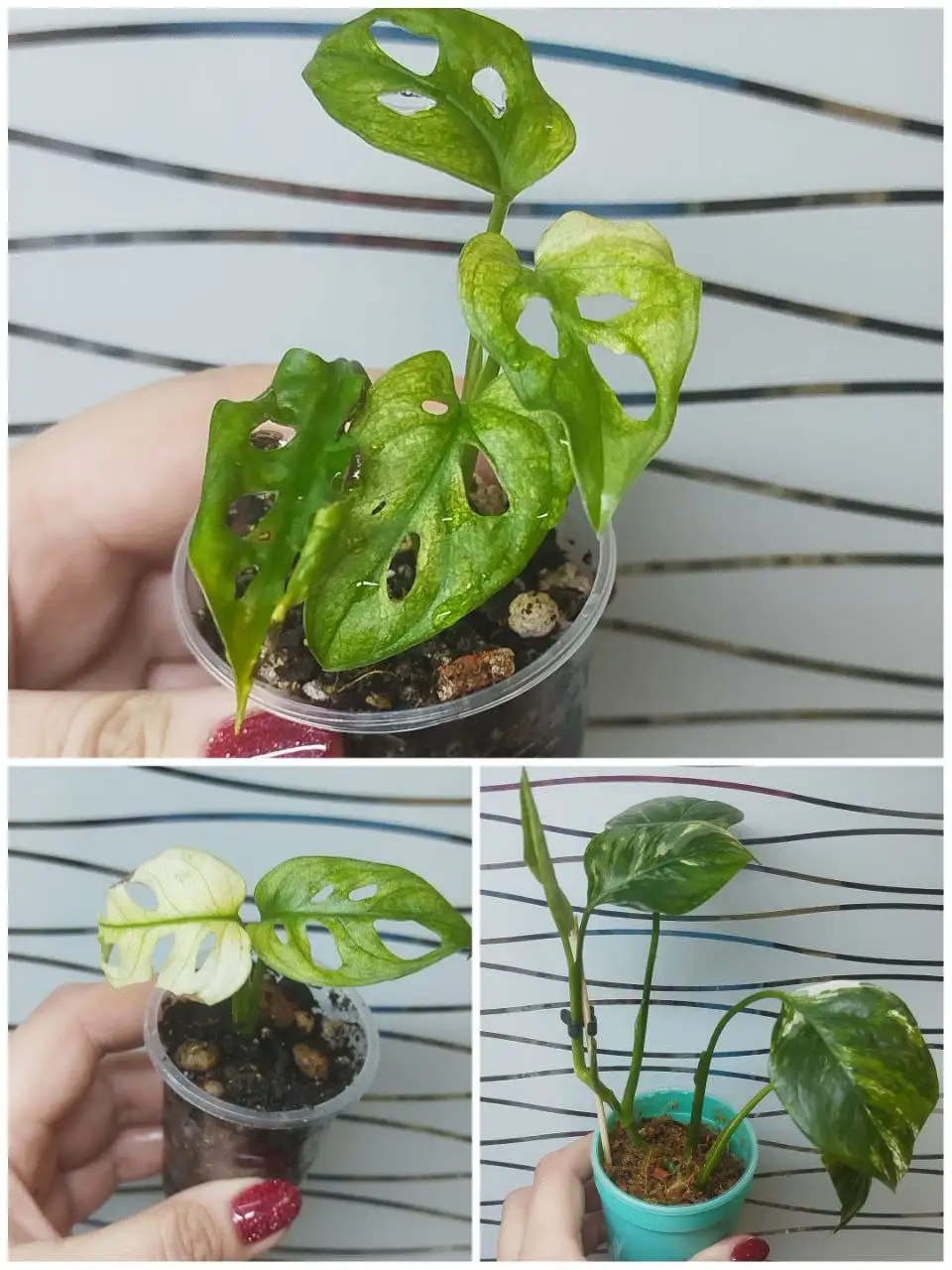 Продажа комнатного растения Монстера Лихлериана - Комнатные растения (Хобби и отдых) в Красноярск